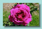 20_Waiheke Rose